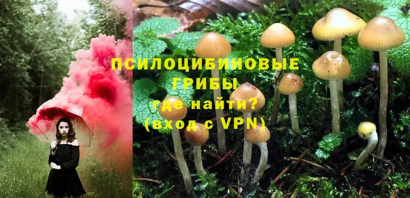 Псилоцибиновые грибы Psilocybe  Бавлы 